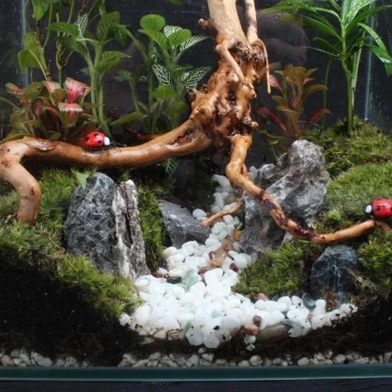 Natural Tree Trunk Driftwood A - Aquarium Driftwood 评论和价格