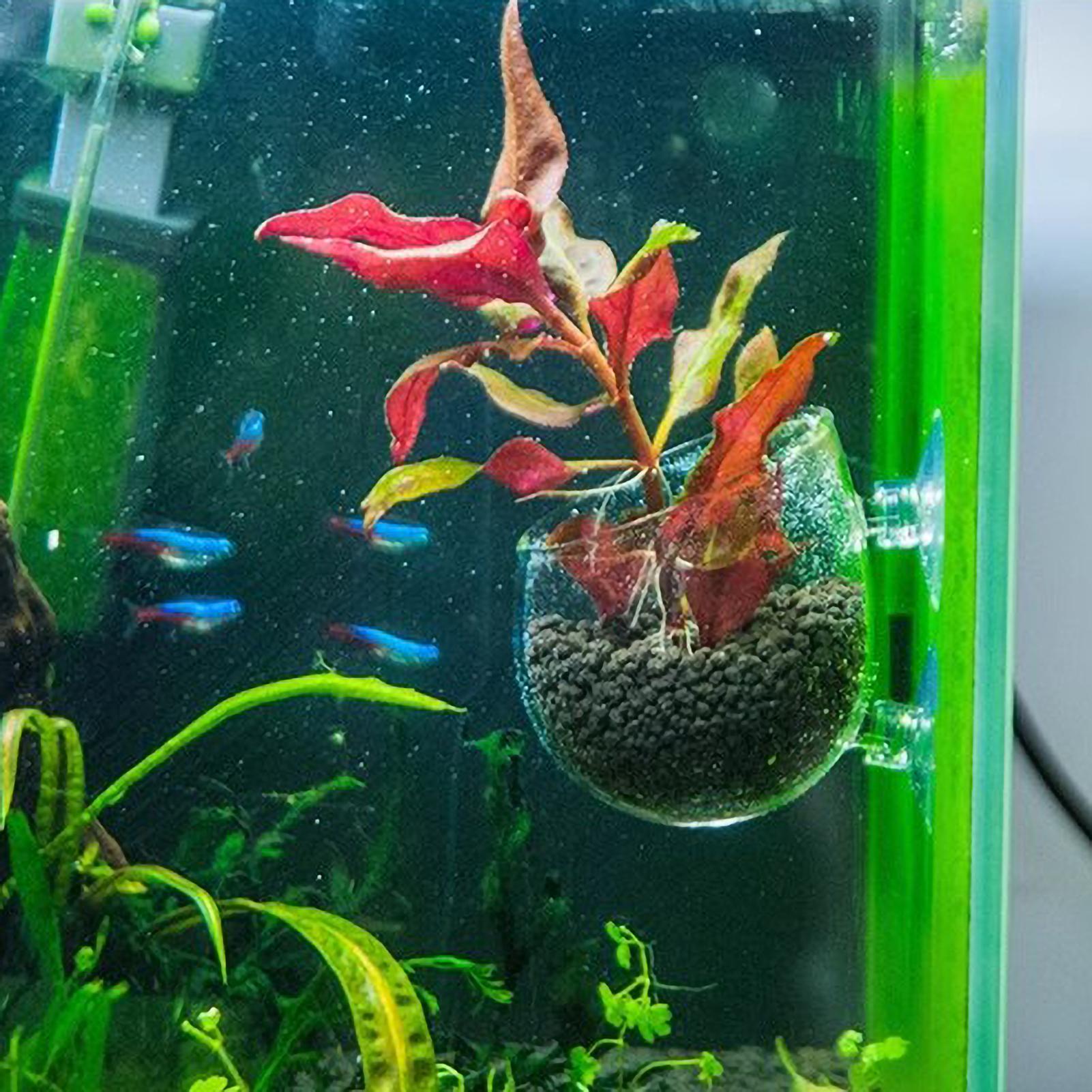 Aquarium Plant Holder Glass Aq - Aquarium Plants Live 评论和价格