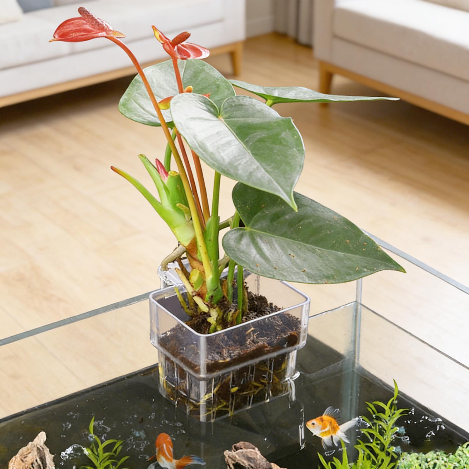 Transparent Hangable Aquarium  - Aquarium Plants Live 评论和价格