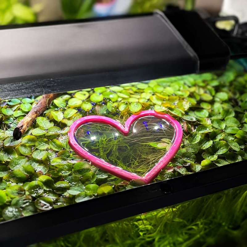 Heart Shaped Floating Fish Fee - Aquarium Fertilizer 评论和价格